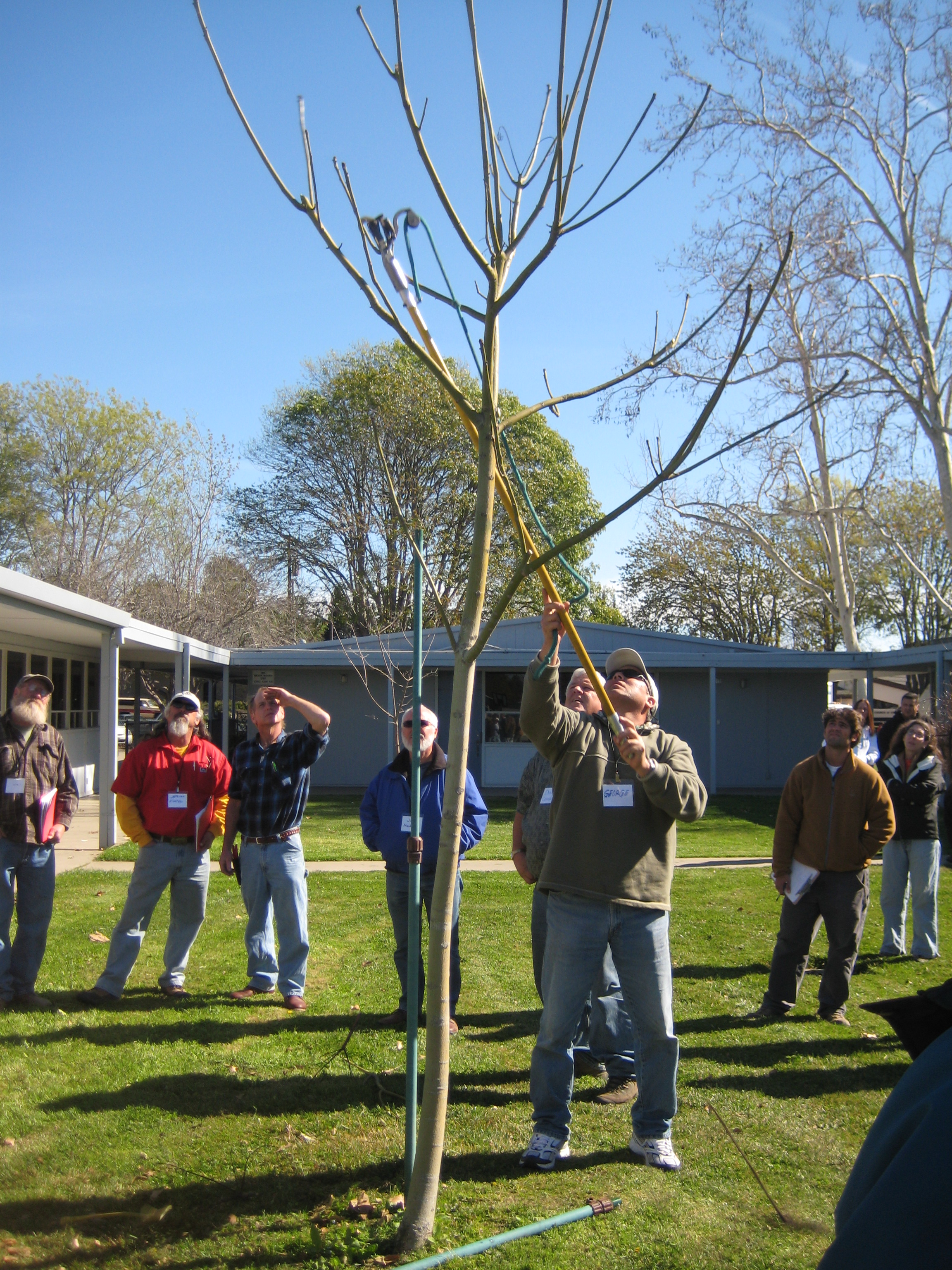 Learn to Prune Trees the Right Way, Young Tree Care Workshop in Goleta on January 21st