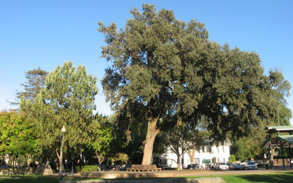 Tree in Davis, CA