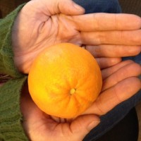 1枚目のオレンジ