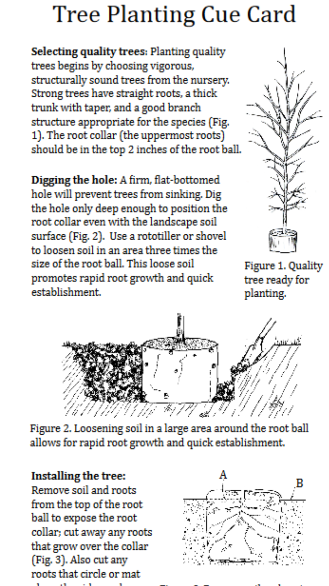 Tree Planting Cue Cards showing images of the quality of tree to purchase and plant based on tree branches and other features