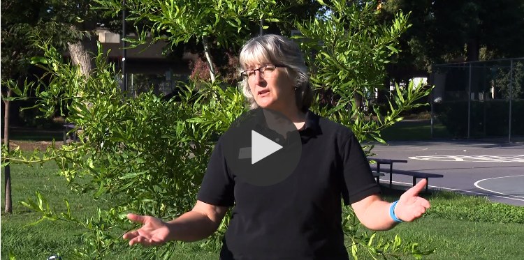 ReLeaf in the News: ABC10 Segment about Why It’s Import to Water Trees During a Drought