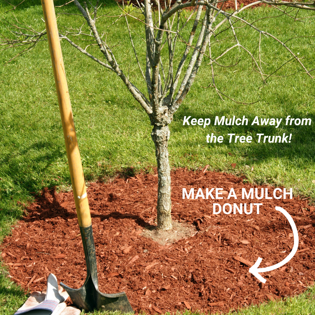 Image of a tree with mulch around it in a donut shape and words that read Make a Mulch Donut keep mulch away from the tree trunk