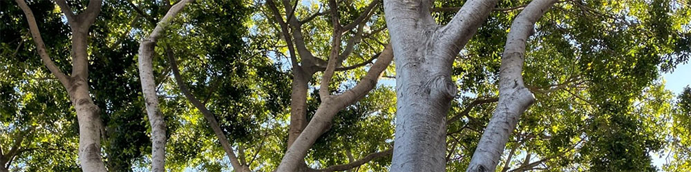 Каліфорнійська програма інвентаризації дерев ReLeaf – зображення крони дерев