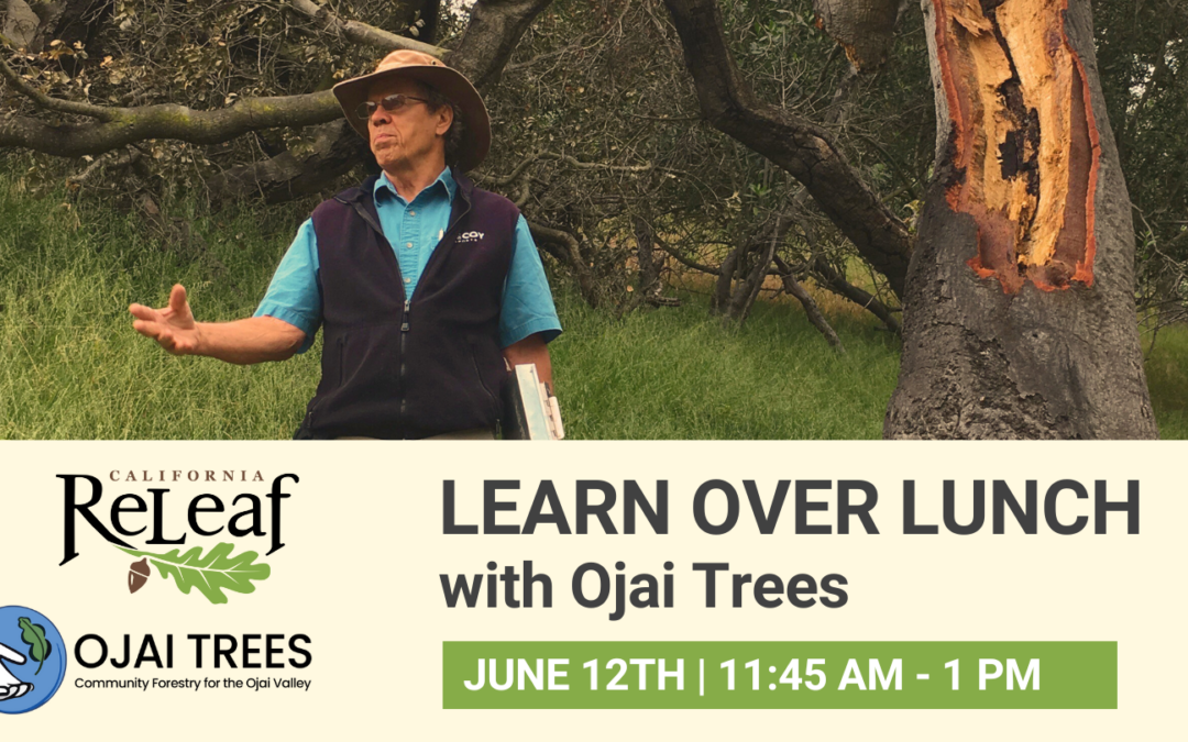 Learn Over Lunch with Ojai Trees – Recording Now Available