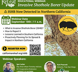 California ReLeaf to host an Educational Webinar: Invasive Shothole Borer Update – ISHB Now Detected in Northern California on September 18th at 11 AM