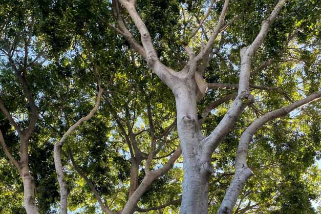 Photograph of a mature Ficus tree's upper canopy